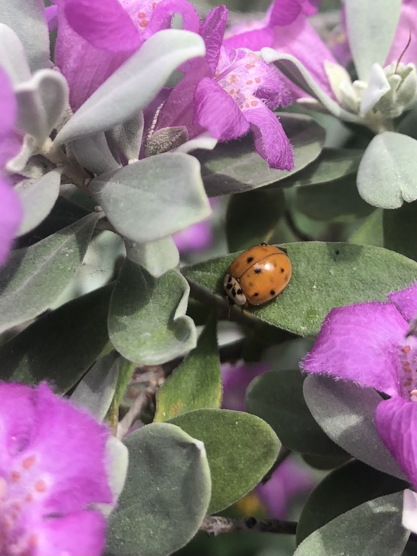 This Asian Beetle is NOT a Lady Bug