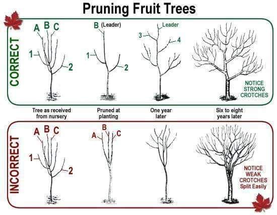 Proper pruning promotes strong growth.