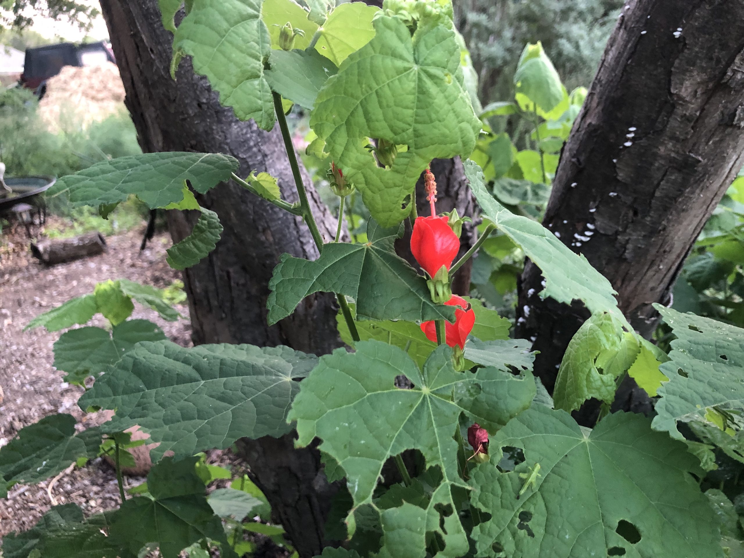 Native Texas plant Turk's Cap or Malvaviscus arboreus.